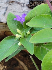 Ruellia drummondiana