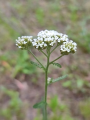 Achillea setacea