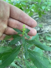 Solidago