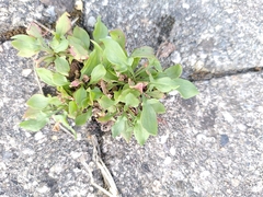 Rumex acetosella