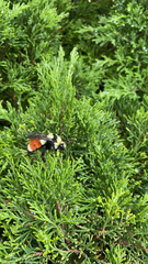 Bombus huntii