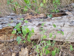 Ruellia drummondiana