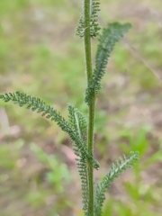 Achillea setacea