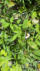 Anartia jatrophae