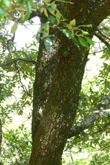 Quercus ilex