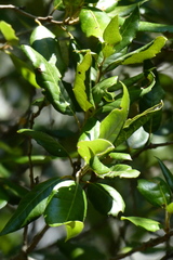 Quercus ilex