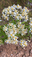 Doellingeria umbellata