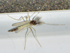 Chironominae