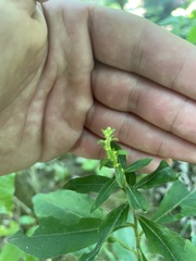Solidago