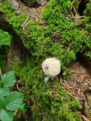 Reticularia lycoperdon