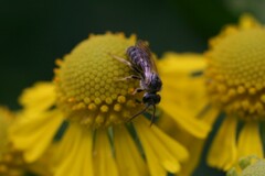 Halictus