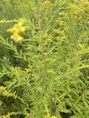 Solidago