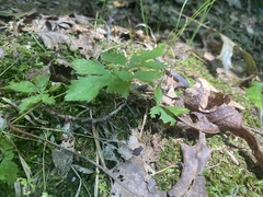 Potentilla canadensis