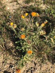 Calendula officinalis