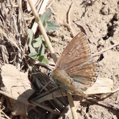 Polyommatus coridon