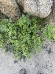 Bebbia atriplicifolia