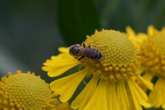 Halictus
