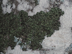 Pleurosticta acetabulum