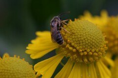 Halictus