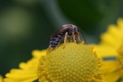 Halictus