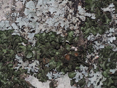 Pleurosticta acetabulum