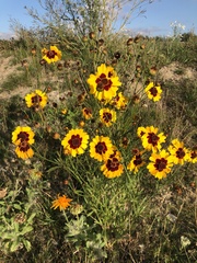 Coreopsis tinctoria