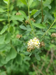 Spiraea