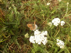 Lycaena tityrus