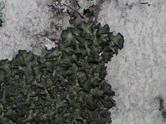 Pleurosticta acetabulum