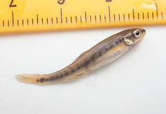 Actinopterygii