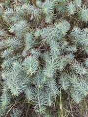 Euphorbia cyparissias