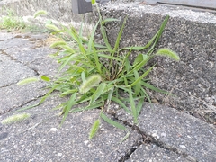 Setaria viridis