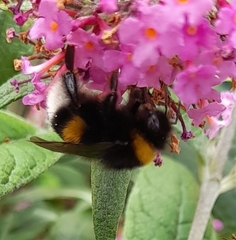 Bombus terrestris