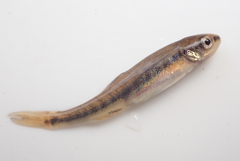 Actinopterygii