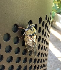 Megatibicen dealbatus