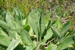 Aster amellus bessarabicus