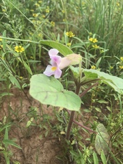 Proboscidea parviflora