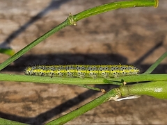Euchloe ausonia