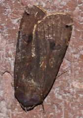 Noctua pronuba
