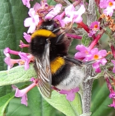 Bombus terrestris