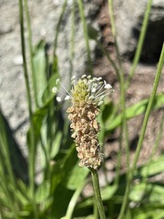 Plantago lanceolata