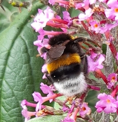 Bombus terrestris