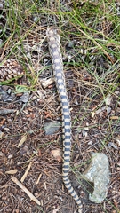 Serpentes