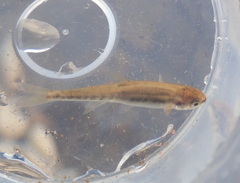 Actinopterygii