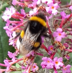 Bombus terrestris