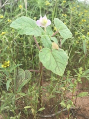 Proboscidea parviflora