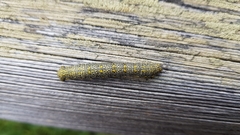Lycia alpina