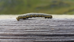 Lycia alpina