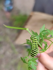 Papilio machaon