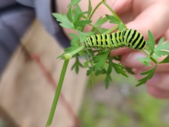 Papilio machaon
